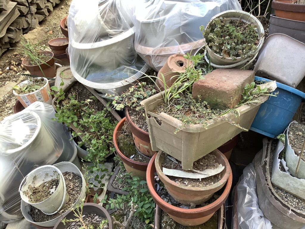岡山市北区庭瀬で回収した植木鉢