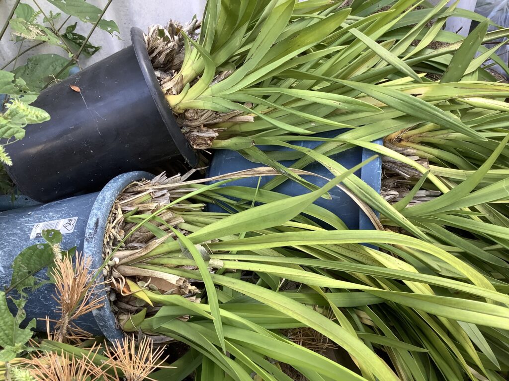 岡山市南区当新田で回収した植木鉢