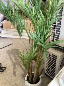 真庭市久世で引き取り回収から処分までした不用品の観葉植物